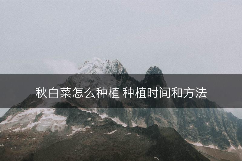 秋白菜怎么种植 种植时间和方法(图1)