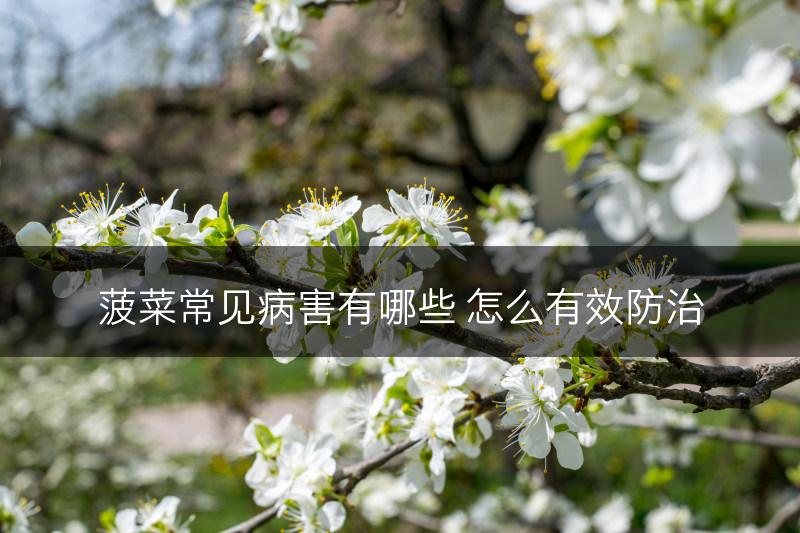 菠菜常见病害有哪些 怎么有效防治(图1)