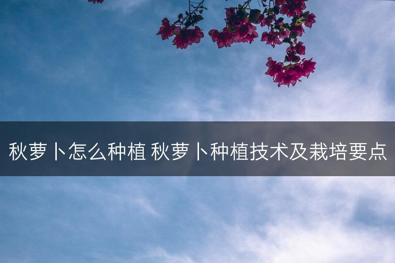 秋萝卜怎么种植 秋萝卜种植技术及栽培要点(图1)