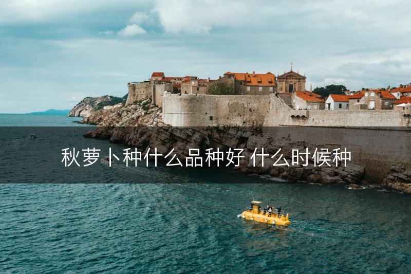 秋萝卜种什么品种好 什么时候种(图1)