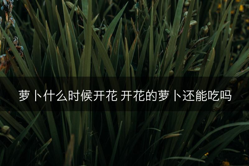 萝卜什么时候开花 开花的萝卜还能吃吗(图1)