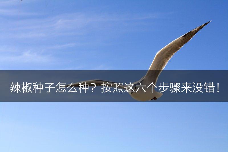 辣椒种子怎么种？按照这六个步骤来没错！(图1)
