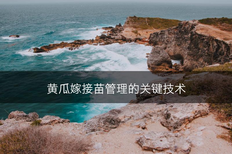黄瓜嫁接苗管理的关键技术(图1)