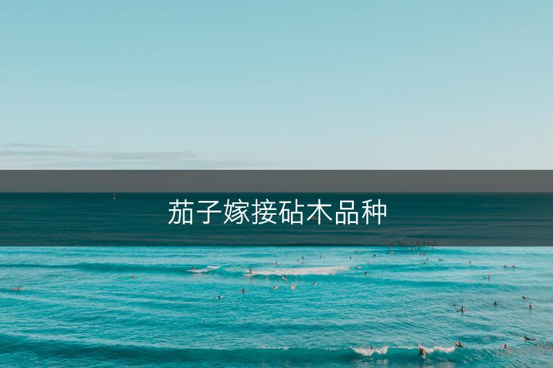 茄子嫁接砧木品种(图1)