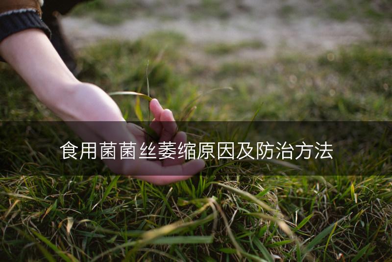 食用菌菌丝萎缩原因及防治方法(图1)