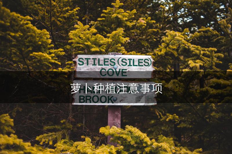 萝卜种植注意事项(图1)