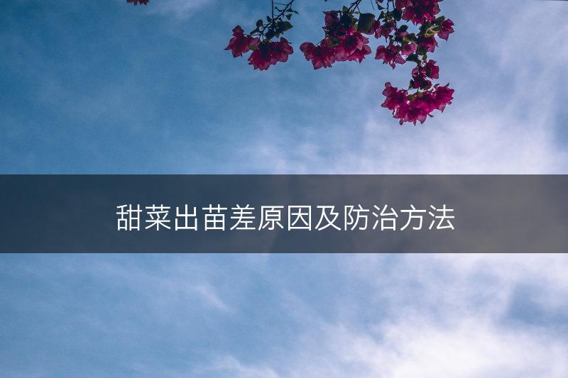 甜菜出苗差原因及防治方法(图1)