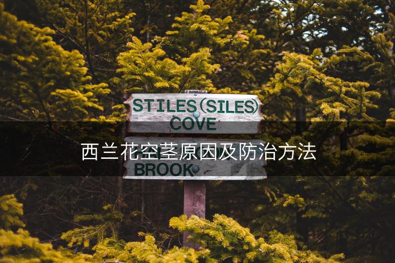 西兰花空茎原因及防治方法(图1)
