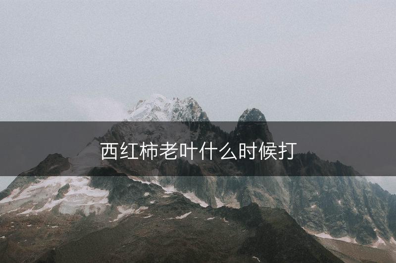 西红柿老叶什么时候打(图1)