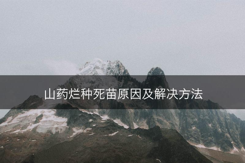 山药烂种死苗原因及解决方法(图1)