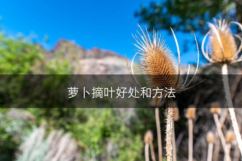 萝卜摘叶好处和方法(图1)