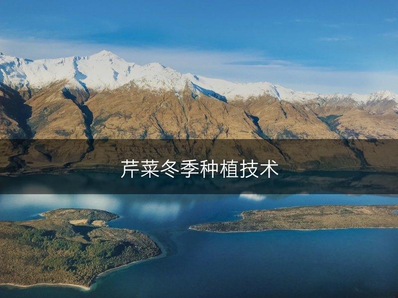 芹菜冬季种植技术(图1)