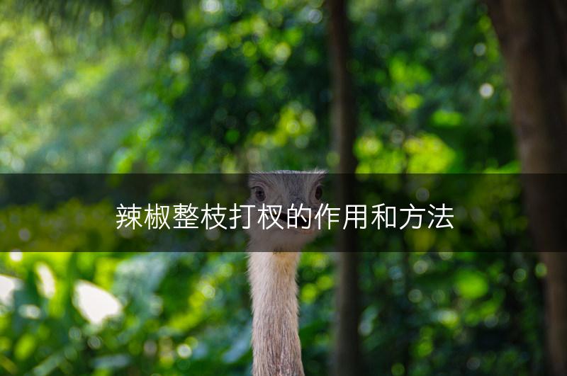 辣椒整枝打杈的作用和方法(图1)