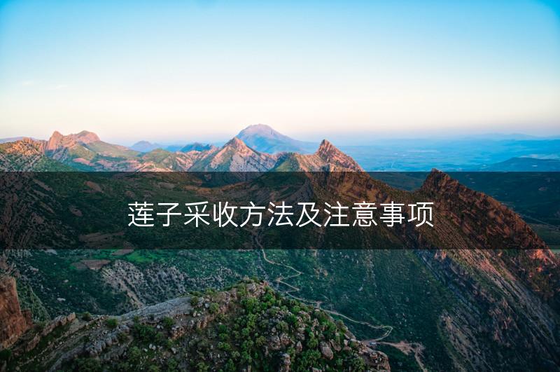 莲子采收方法及注意事项(图1)