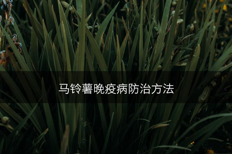 马铃薯晚疫病防治方法(图1)
