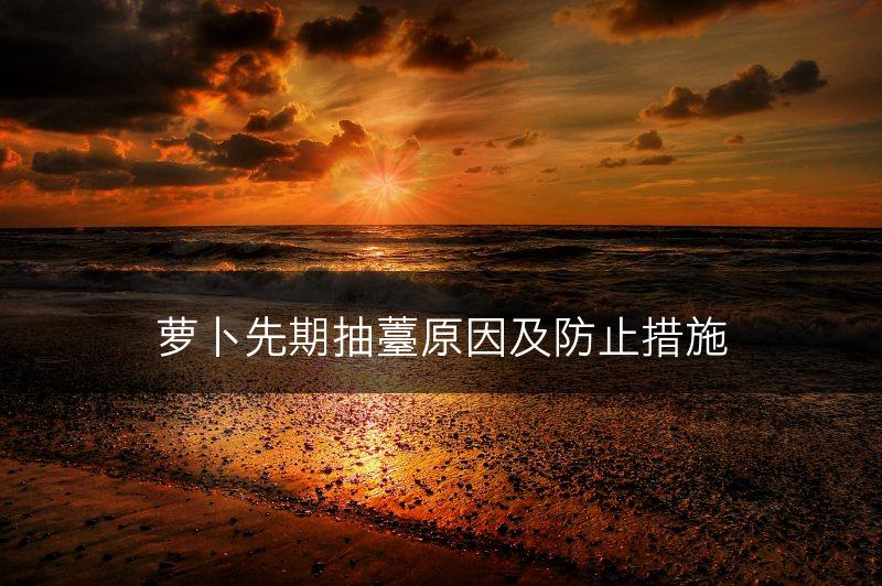 萝卜先期抽薹原因及防止措施(图1)