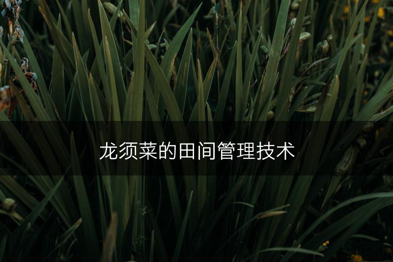 龙须菜的田间管理技术(图1)