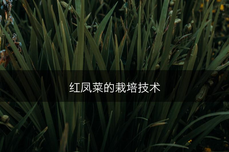 红凤菜的栽培技术(图1)