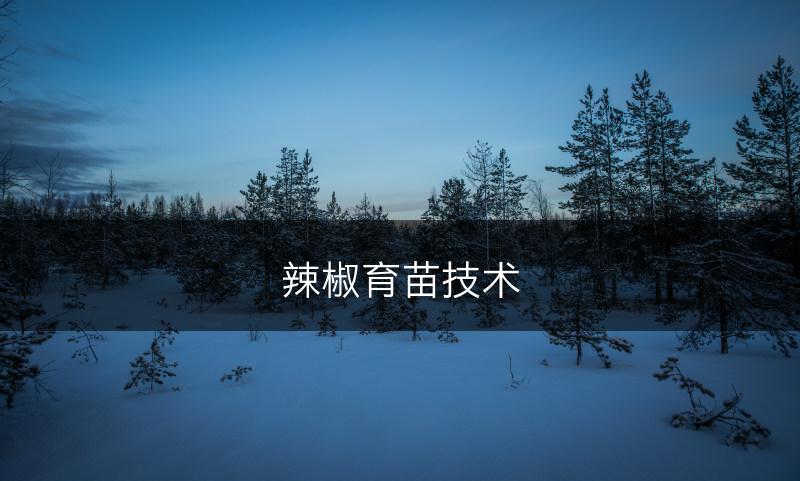 辣椒育苗技术(图1)