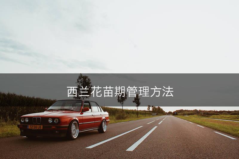 西兰花苗期管理方法(图1)