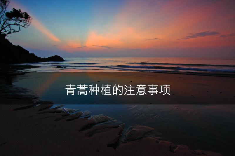 青蒿种植的注意事项(图1)
