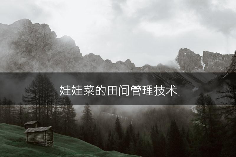 娃娃菜的田间管理技术(图1)