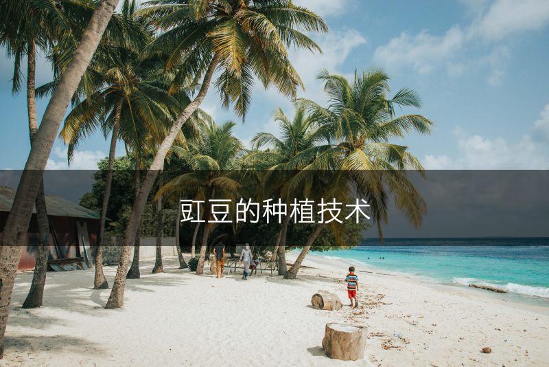 豇豆的种植技术(图1)