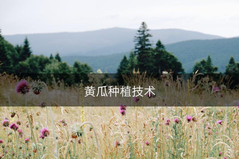 黄瓜种植技术(图1)