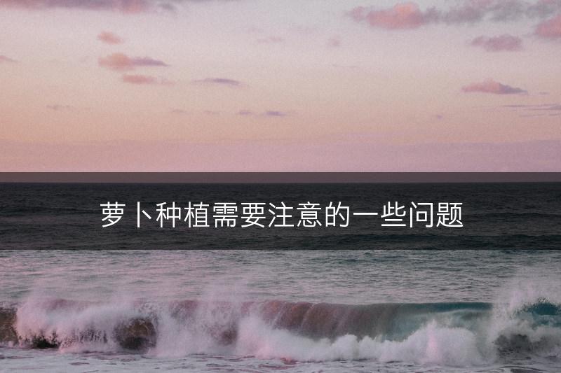萝卜种植需要注意的一些问题(图1)