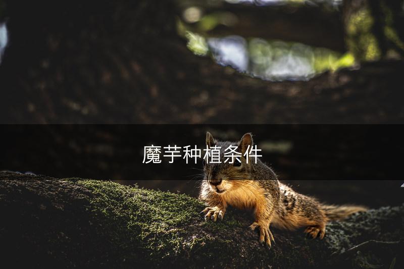 魔芋种植条件(图1)