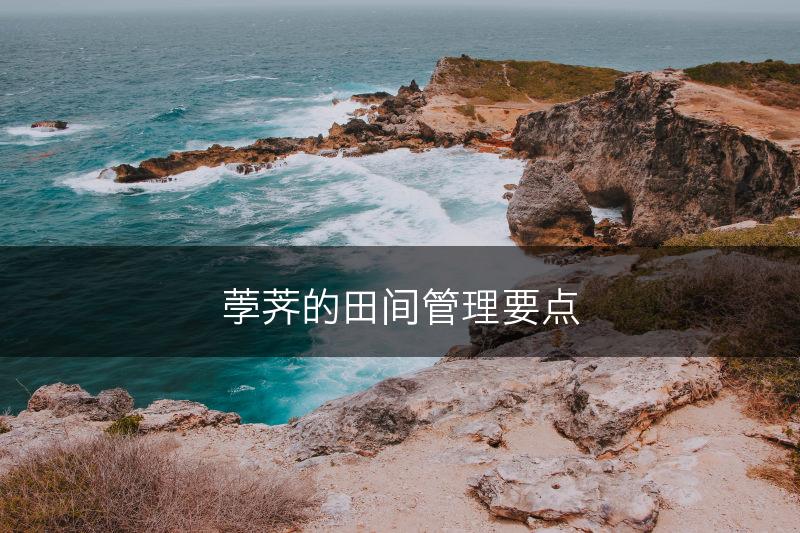 荸荠的田间管理要点(图1)