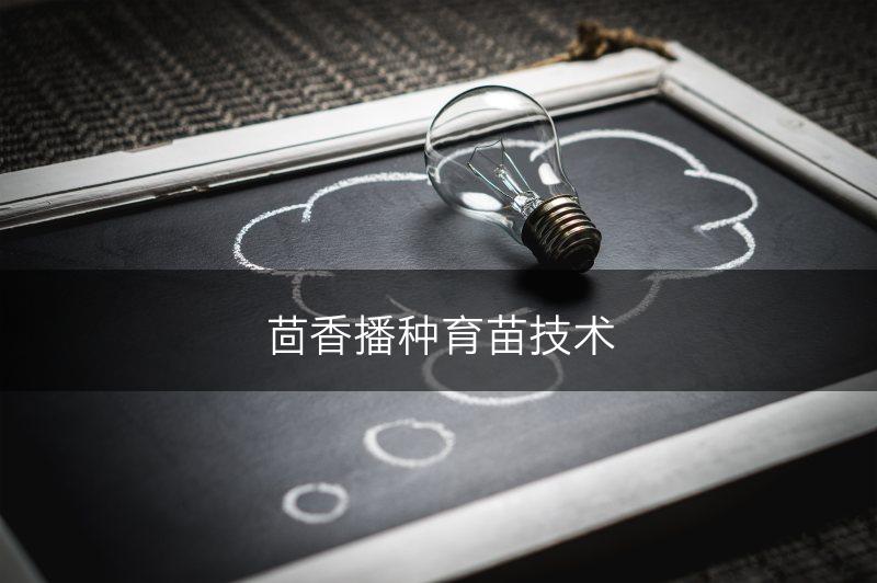 茴香播种育苗技术(图1)
