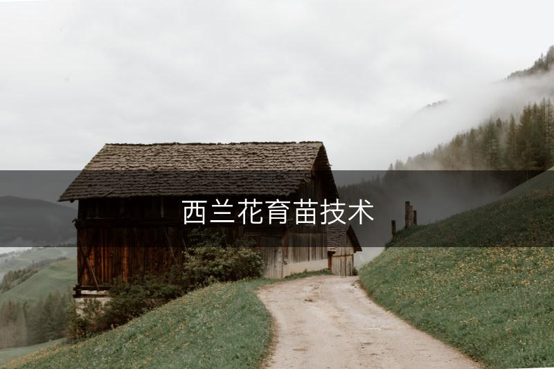 西兰花育苗技术(图1)