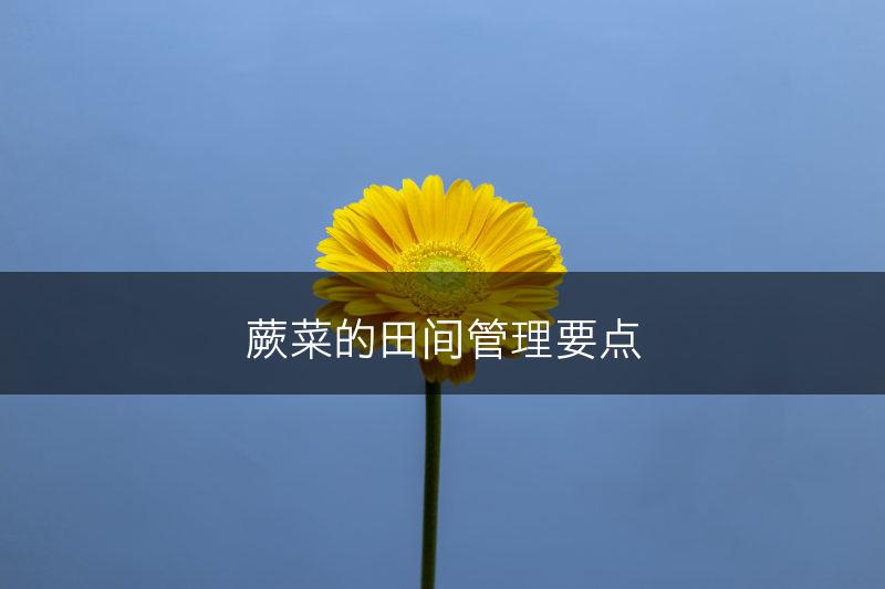 蕨菜的田间管理要点(图1)