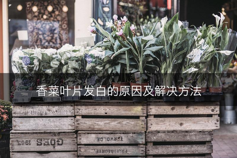 香菜叶片发白的原因及解决方法(图1)