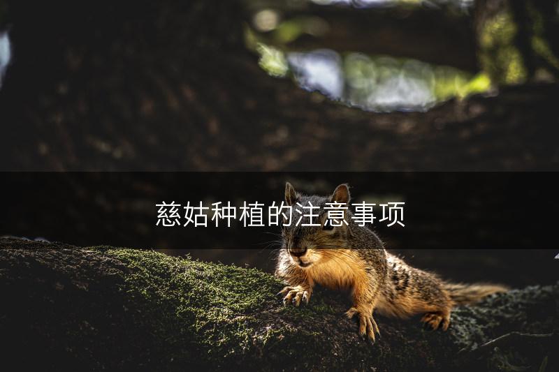 慈姑种植的注意事项(图1)