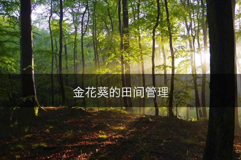 金花葵的田间管理(图1)