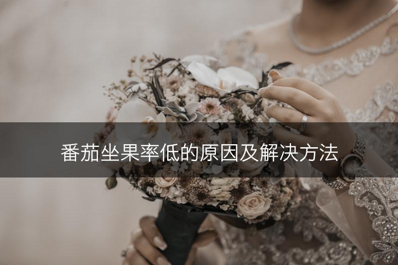 番茄坐果率低的原因及解决方法(图1)