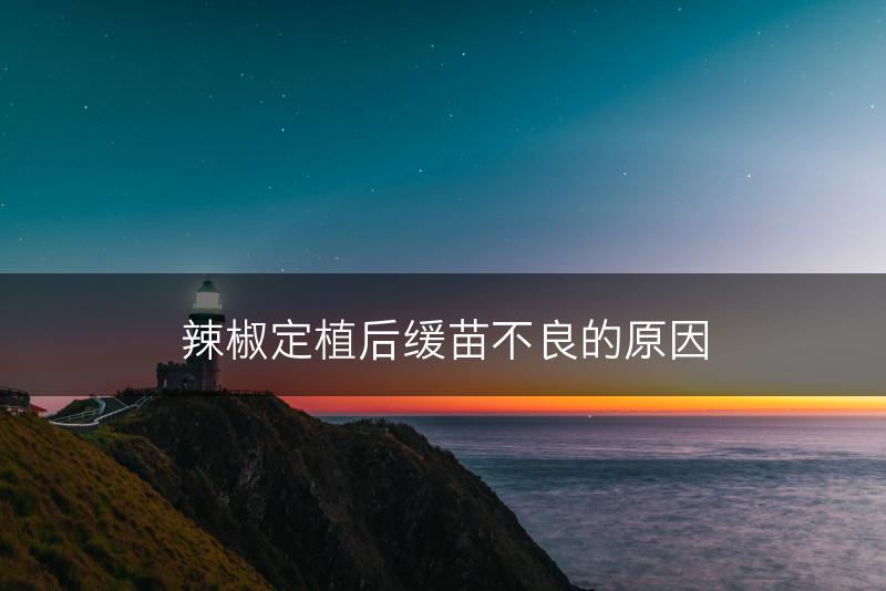 辣椒定植后缓苗不良的原因(图1)