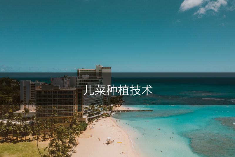 儿菜种植技术(图1)