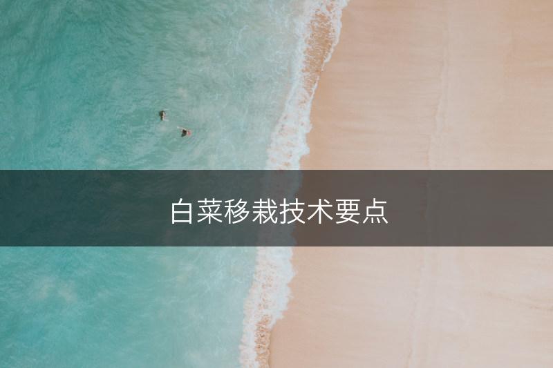 白菜移栽技术要点(图1)