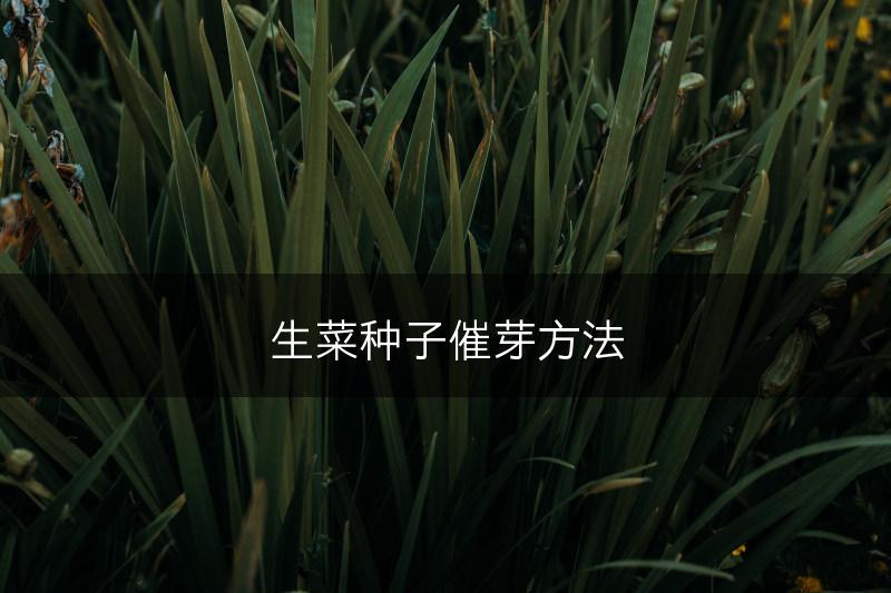 生菜种子催芽方法(图1)