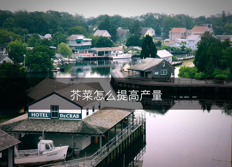 芥菜怎么提高产量(图1)