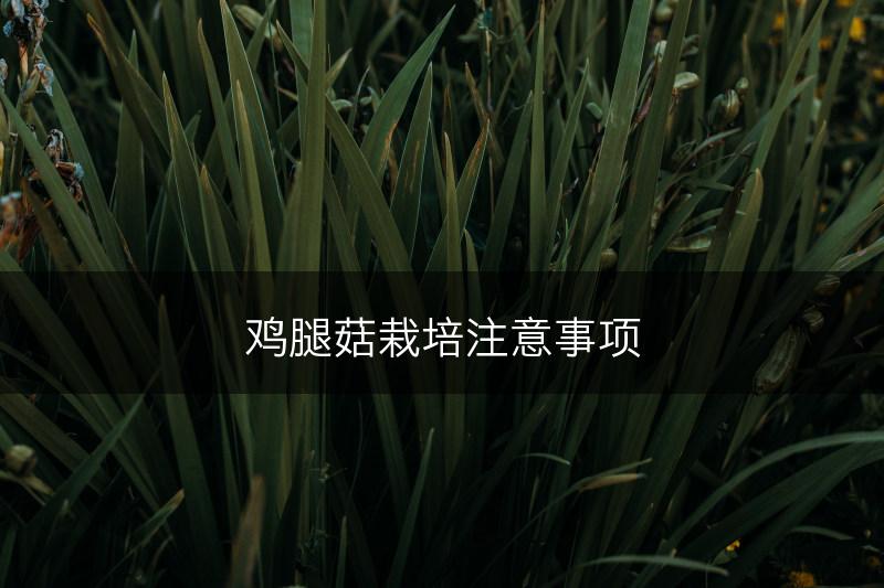 鸡腿菇栽培注意事项(图1)