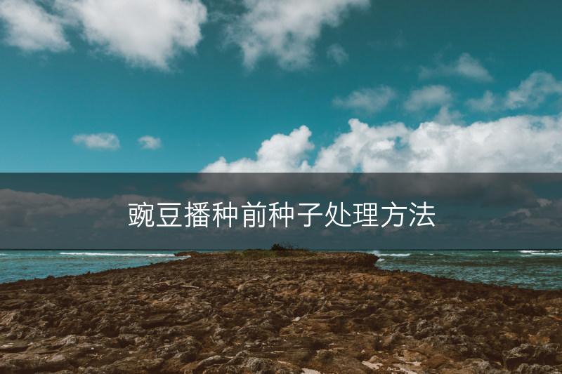 豌豆播种前种子处理方法(图1)