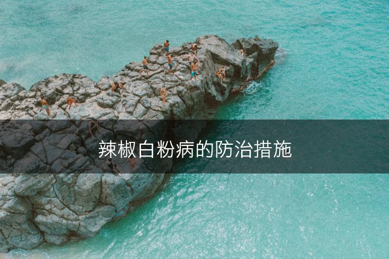 辣椒白粉病的防治措施(图1)
