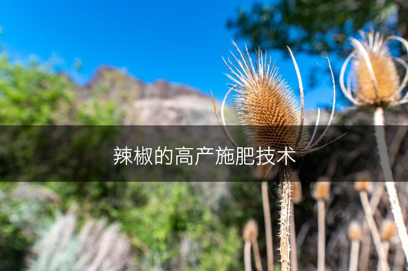 辣椒的高产施肥技术(图1)