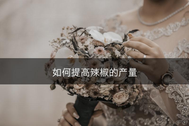如何提高辣椒的产量(图1)