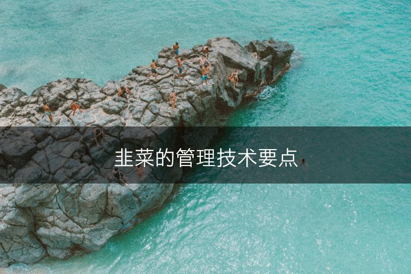 韭菜的管理技术要点(图1)