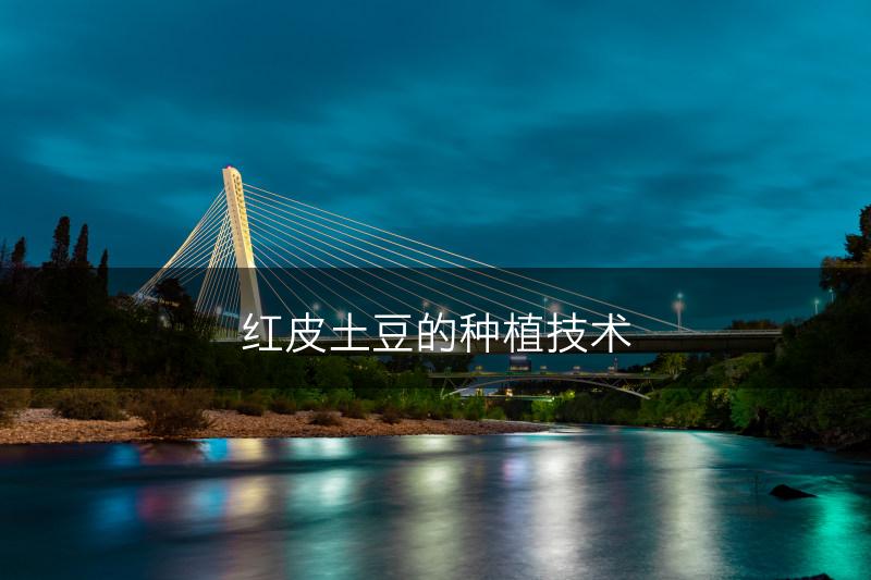 红皮土豆的种植技术(图1)